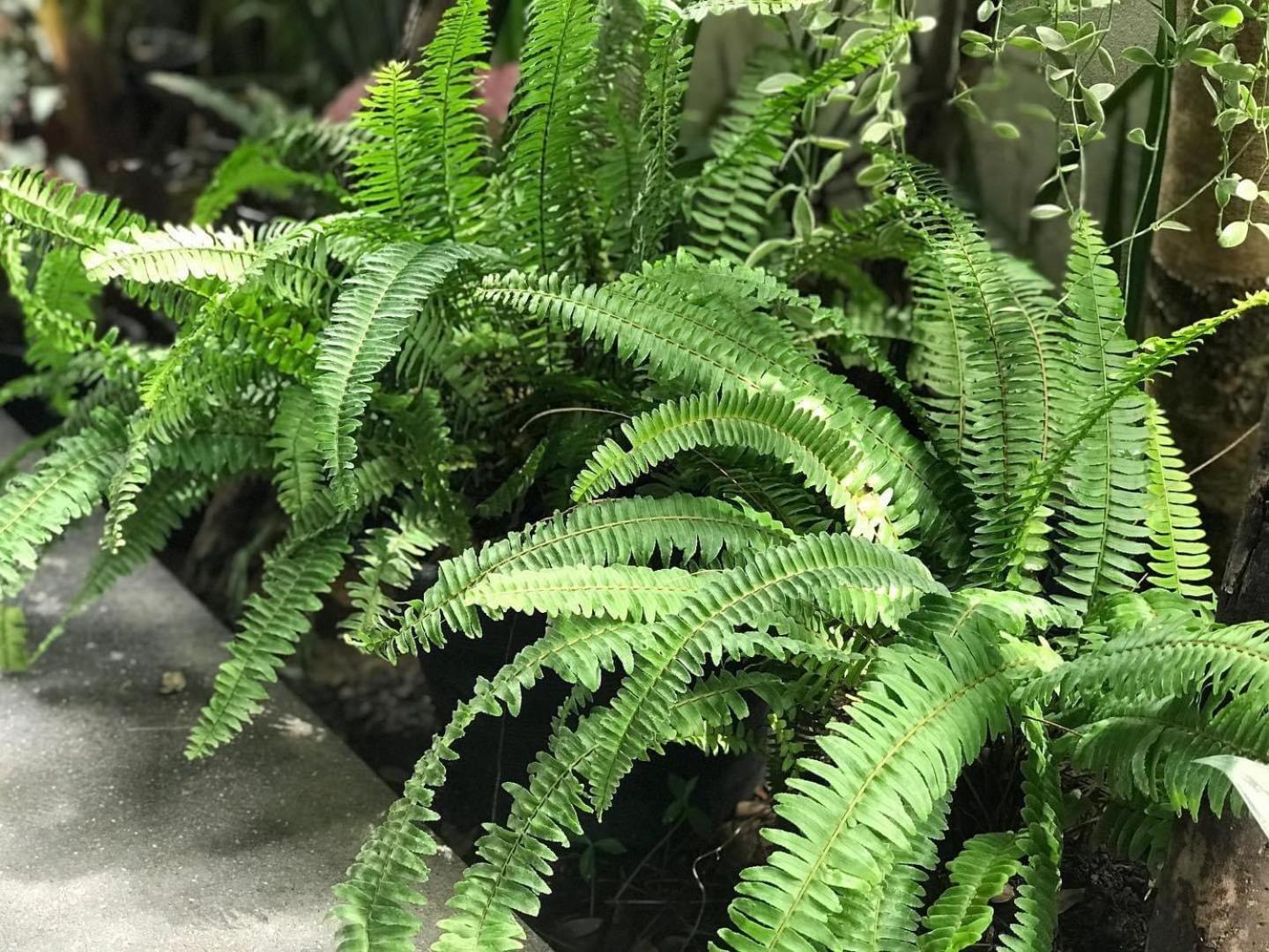 At Leaf Villa شيانغ ماي المظهر الخارجي الصورة